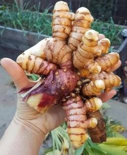 GREENSEA Organic Raw Turmeric, Kachi Haldi Seed