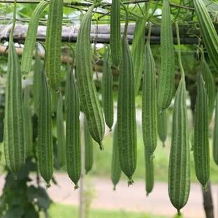 KUSH Ridge Gourd Seed