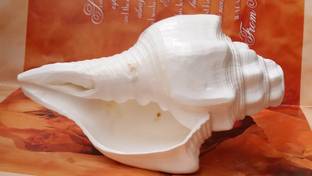 SBBCO Porcelain Shankh Decorative Showpiece  -  17 cm