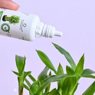 Polygon Green Plant Food for Lucky Bamboo2,3 & 5 Layer,Spiral and all kind of Bamboo Potting Mixture