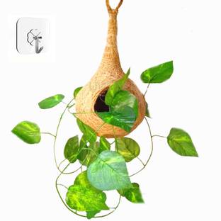 LIVEONCE natural nest planter Decorative Showpiece  -  20 cm