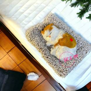GRACIE COLLECTION Imported Musical Sleeping Cat Decor Soft Toy Showpiece.(MIX DESIGN) Decorative Showpiece  -  14 cm