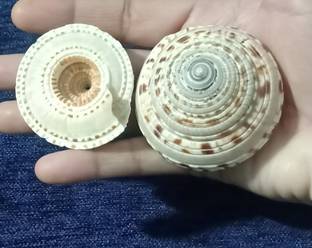 HolyGanga Vishnu chakra Pack of 2 Decorative Showpiece  -  1 cm