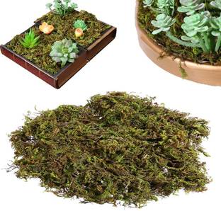 Alkarty NATURAL MOSS GRASS SPHAGNUM MOSS FOR PLANTS, PETS, KRAFT, DIY Soil