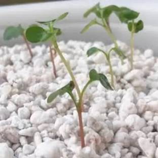 APS Sports Perlite for indoor and outdoor garden plants Manure, Potting Mixture, Soil