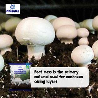 Nelgates Mushroom cultivator Soil