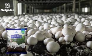 Nelgates Soilless Mushroom Cultivation Blend – 100% Organic Soil