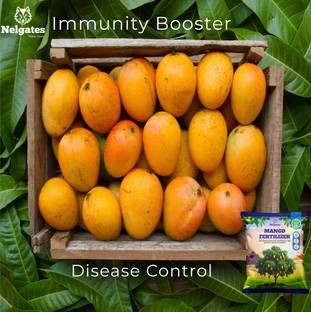 Nelgates mango plant fertilizer for fruit growth Fertilizer