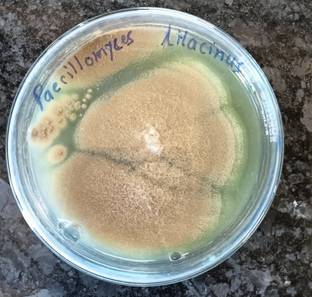 HEDO Nemato (Paecilomyces Lilacinus 2x10^8 CFU/g) Bio Organic for Seeds & Garden. Potting Mixture