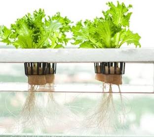 Sansar Green A & Z Nutrients Hydroponic Liquid Manure for Plants, Essential Overall Growth Manure