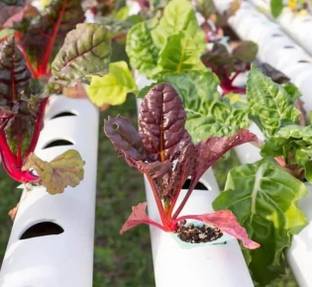 Sansar Green A & Z Nutrients Hydroponic Liquid Manure for Plants, Essential Overall Growth Manure