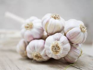EXOTASTE Fresh Organic Garlic Thermidrome Bulb Seed/Single Clove Seed 200g