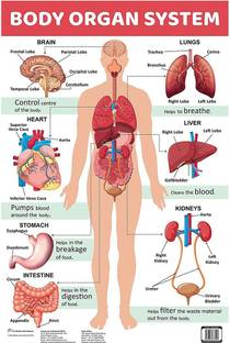 komstec 18 inch Body Organ System Wall Sticker For Home Décor, Kids And Study Room 18x12 Inch Self Adhesive Sticker