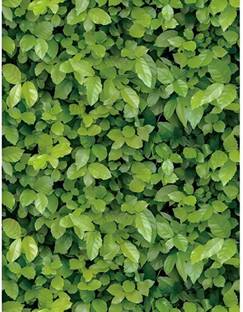 Flipkart SmartBuy 500 cm Green Leaves Vinyl Peel and Stick Wallpaper (500 CM X 45 CM) Self Adhesive Sticker
