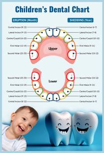 ShubhFly 48 cm Baby Children Teeth Chart Poster Teeth Anatomy for Dental Clinic Removable Sticker