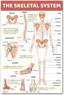 TATMODS 45.72 cm The Skeletal System Poster For Home Vinayl Sticker 300GSM Thick (12X18 inch) Reusable Sticker