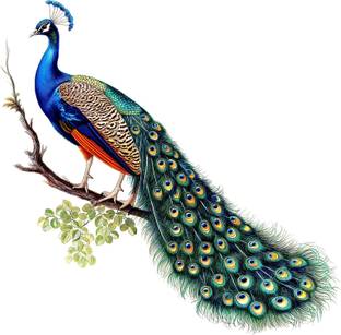 CreativeEdge 59 cm DecorativeBbeautiful Peacock Wall Sticker Self Adhesive Sticker