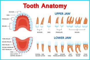 ShubhFly 48 cm Anatomy of the Teeth Anatomical Chart for Dental Clinic Poster Self Adhesive Sticker