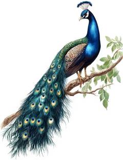 CreativeEdge 61 cm Decorative Bbeautiful Peacock Wall Sticker Self Adhesive Sticker