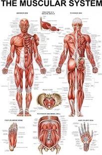 voorkoms 18 inch Body Parts Wall Sticker Thick Laminated Primary Chart Wall Chart Wall Decor Self Adhesive Sticker