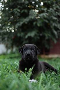 ModernDecor 30.48 cm puppies Dogs Animals Pet puppy Poster For Room Home Wall Décor (Size12x18In)S22 Self Adhesive Sticker