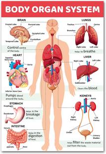 stylishink 45.72 cm x 30.48 cm Waterproof Nature Vinyl Wallpaper