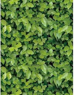 Flipkart SmartBuy 500 cm Green Leaves Vinyl Peel and Stick Wallpaper (500 CM X 45 CM) Self Adhesive Sticker