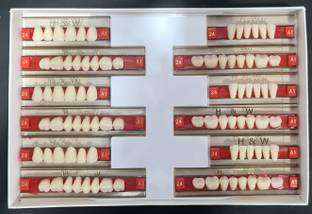 PRAKDENT Dental Health & Wealth Double Layer Resin Teeth Type (24/419-A1 /NO Surgical Plier
