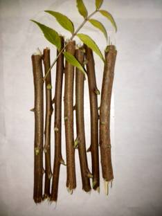 Org NEEM DATUN Natural Neem datun, Organic Neem TOOTHBRUSH Soft Toothbrush