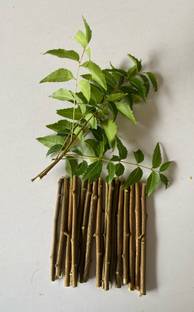 CJ ATTIRE Neem Fresh Chew Sticks (Twigs) Datun For Healthy & Strong Teeth toothbrush Soft Toothbrush