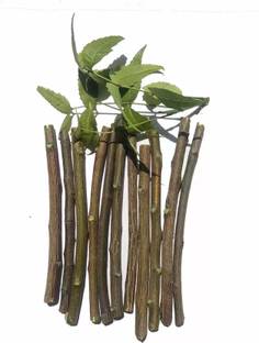 Olae Neem Datun|Chew-Stick Toothpaste Toothpaste