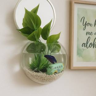 seaqua WALL DOOM 6" Glass Vase