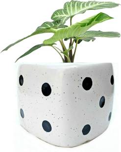 Luminescence Enterprises Luminescence Ceramic Ludo Dice Shaped Planter Container Set Pack Of 1 , White Color Ceramic Vase