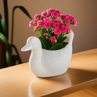 HOMESTIC Plastic Duck Shape Small Plant Pot for Home Decor and Office Desk | White Plastic Vase