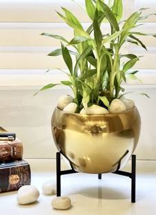 Urban Born Iron Vase