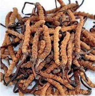 Chardham Shudh Jadibooti Natural Himalayan Cordyceps (5pcs)