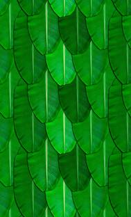 DM FASHION Banana Green Leaf