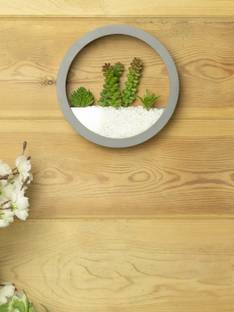 MARKET 99 Elegant Round Transparent Wall Hanging Terrarium