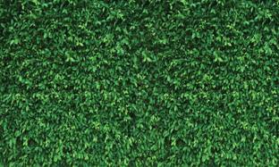 Ashvath Green Leaves Photography Printed Fabric Backdrop (5Feet Height & 8Feet width)