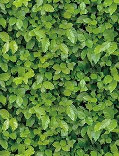 Anna Stella Removable Waterproof Wallpaper Transform Your Wall In Few Minutes