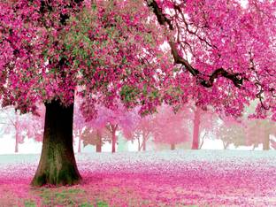 Guru Production Vinyl Nature Multicolor Wallpaper