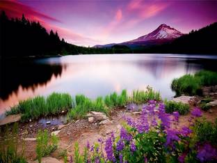 Decorehouse Vinyl Nature Multicolor Wallpaper