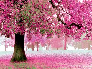 HD PRINT HOUSE Vinyl Nature Green Wallpaper