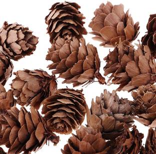 Calandis 30 Pieces Mini Natural Pine Cones Dried Flowers for Retro Photo Shooting Props Hanging Ornaments Pack of 30
