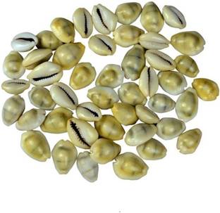 Gruvi Yellow Cowrie - Lakshmi Gavvalu Peeli Cowrie Kawdi Kaudi Kowdi Sea Shell (21 Pieces) Sacred Shankh Stoneware Yantra