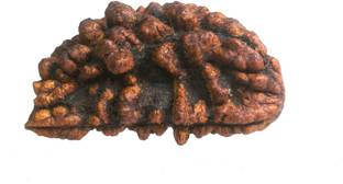 CHAKRADHARI 100% Original 1 Mukhi Rudraksha with Lab Test Certificate and X-ray Report R1 Wooden Yantra
