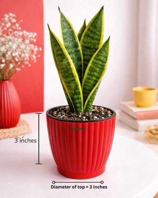 UPVAN Snake Plant Price in India - Buy UPVAN Snake Plant online at ...
