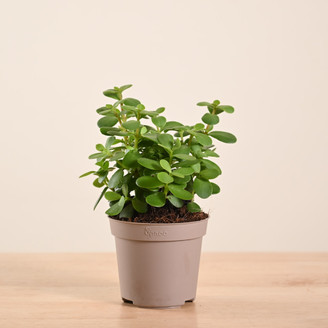 ferm living plant box grey Ferm Living | Plant Box, Small, Dark Grey