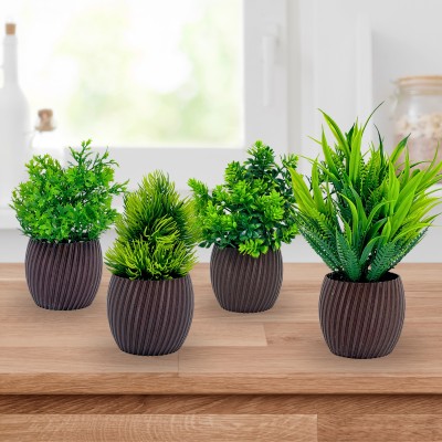 Send Decorative Song Of India Plant Online, Price ₹759 | Unreal Gift
