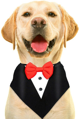 Dresses for new arrivals labrador dog
